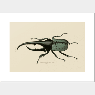 Hercules Beetle Vintage Illustration Posters and Art